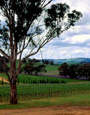 Vineyard of Bloodwood Estate Orange New South   Wales Australia