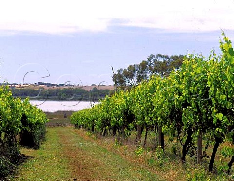 Vineyard by the Murray River near Loxton South   Australia  Riverland