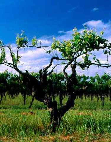 Old vine in vineyard of Wynns Coonawarra South   Australia