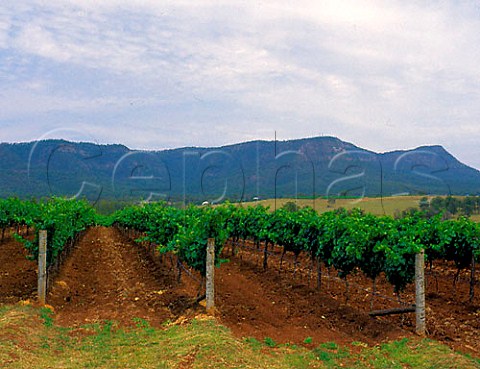 Vineyard of Scarborough Wines Pokolbin New South   Wales Australia Lower Hunter Valley