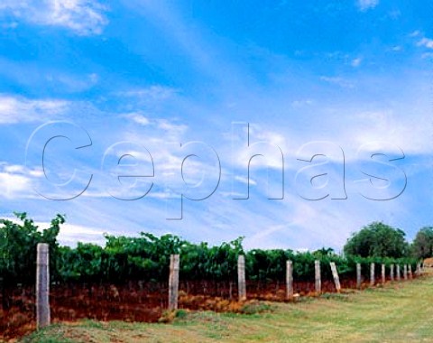 Vineyard of Scarborough Wines Pokolbin New South   Wales Australia Lower Hunter Valley