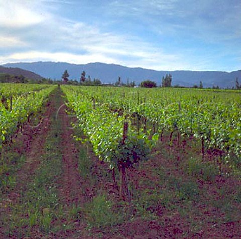 Vineyard with the Coastal Range beyond  Sagrada Familia Chile  Maule