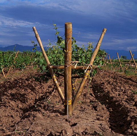 Bordeaux Lyre trellis system in vineyard of    Via San Pedro Molina Chile