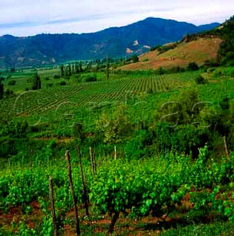Vineyards at San Jorghe Chile Curico Valley 