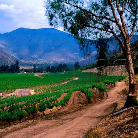 Vineyard of Errazuriz in the Aconcagua Valley   north of Santiago Chile