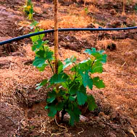 Young vine with drip irrigation pipe in vineyard of Errazuriz in the Aconcagua Valley Chile