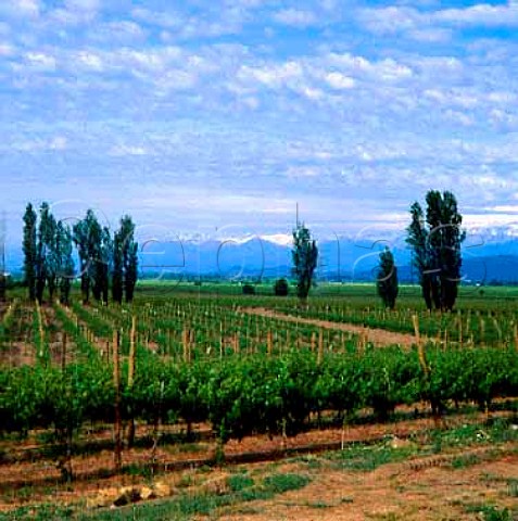 Vineyards of Vina San Pedro with the Andes in the   distance  part of the largest single vineyard in   Chile  Molina near Lontue 200km south of Santiago   Chile