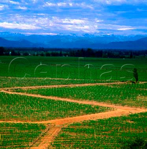 Vineyards of Vina San Pedro with the Andes in the   distance This is part of the largest single vineyard   in Chile At Molina near Lontue 200km south of   Santiago Chile