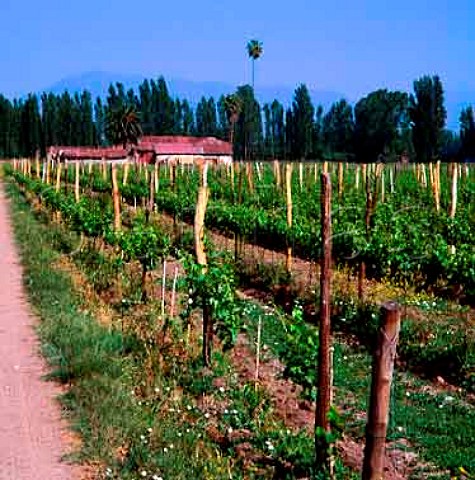 Vineyard of Vina Canepa in the Maipo Valley near   Santiago Chile
