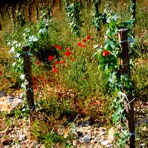 Organic vineyard of Mas de Daumas Gassac   Aniane Hrault France