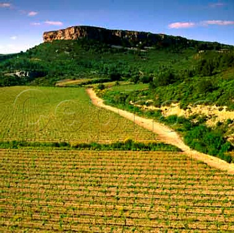Vineyards on La Clape  a limestone massif between   Narbonne and the sea Aude   AC Coteaux du   Languedoc