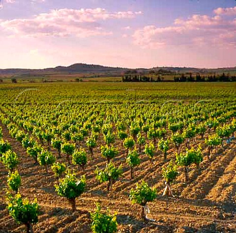 Vineyards near Bziers Hrault France    Coteaux du Languedoc