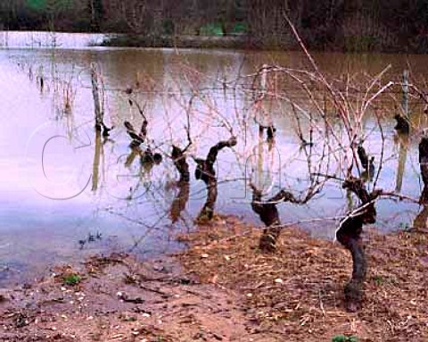 Flooded vineyard near Rochefortsur Loire   MaineetLoire France AC Coteaux du layon