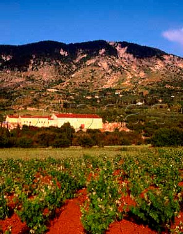 Vineyards around the San Gerasimo cooperative Agios Gerasimos Cephalonia Ionian Islands Greece