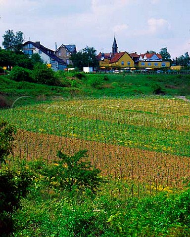 Springtime in vineyards at Leistadt Pfalz Germany