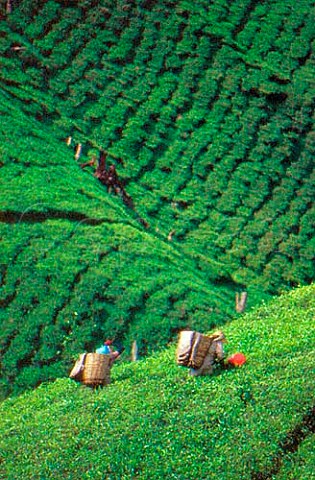 Tea picking Cameron Highlands Malaysia