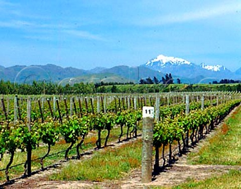 Vineyards of Vavasour Wines in the Awatere Valley   Marlborough New Zealand