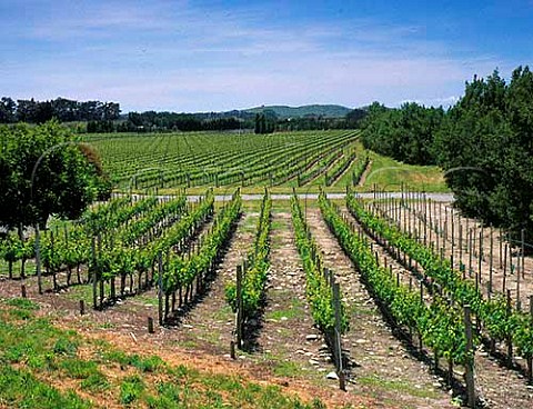 Vavasour vineyards in the Awatere Valley  Marlborough New Zealand