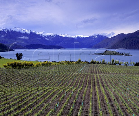 Rippon Vineyard on the shore of Lake Wanaka   Central Otago New Zealand