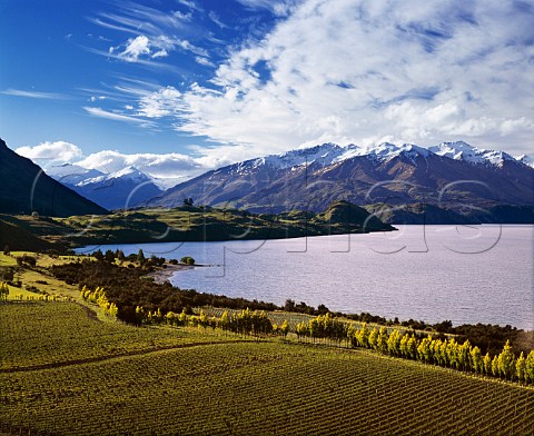 Rippon Vineyards on the shore of Lake Wanaka   Central Otago New Zealand