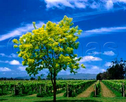 Vineyard of Ngatarawa near Hastings   New Zealand   Hawkess Bay
