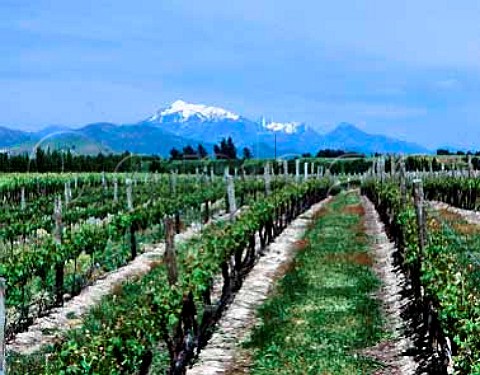 Vineyard of Vavasour Wines in the Awatere Valley   Marlborough New Zealand