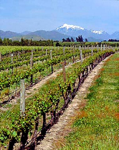 Vineyard of Vavasour Wines in the Awatere Valley   Marlborough New Zealand