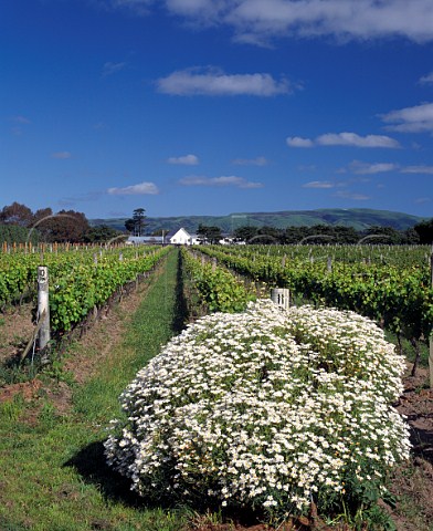 Ata Rangi winery viewed over its vineyard Martinborough New Zealand Wairarapa