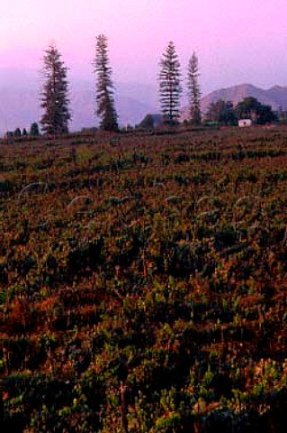 Vineyard at Tacoma near Ica Peru