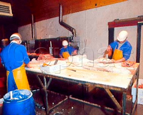 Gutting and cleaning of salmon caught in   Loch Fyne Argyll Scotland