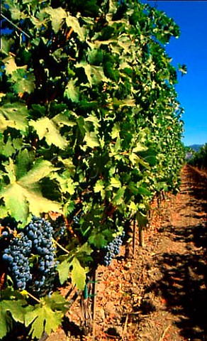Cabernet Sauvignon vineyard of Opus One   winery Oakville Napa Valley California