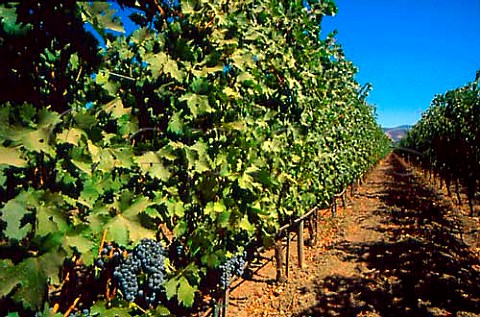 Cabernet Sauvignon vineyard of Opus One   winery Oakville Napa Valley California