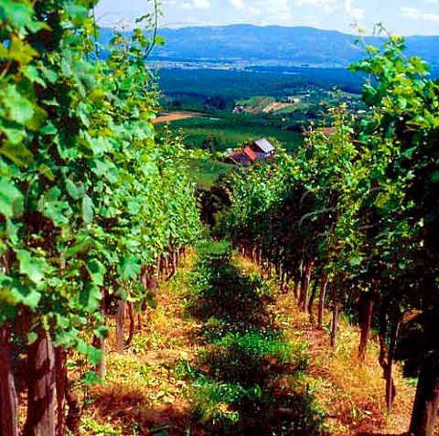 Vineyard at Nova Gora overlooking the village of   Ravni near Krsko Slovenia