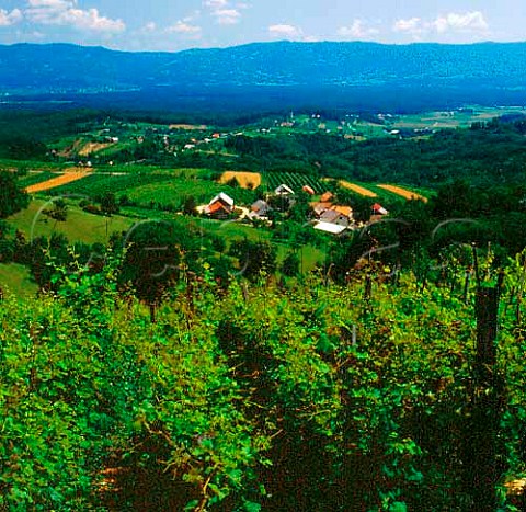 Vineyard at Nova Gora overlooking the village of   Ravni near Krsko Slovenia