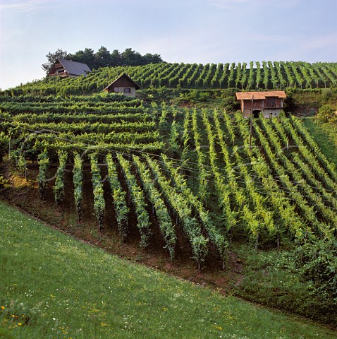 Vineyards at Raka near Krsko Slovenia