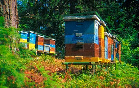 Beehives in forest clearing Slovenia