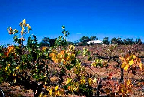 Vineyard of Chateau Hornsby   Alice Springs Northern Territory   Australia