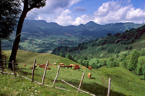 Cattle in meadow with Le Puy Mary in the   distance  in the Monts du Cantal   Cantal France Auvergne