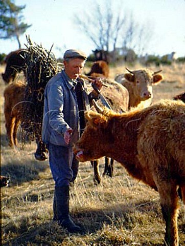 Farmer with cattle  PuydeDme France  Auvergne