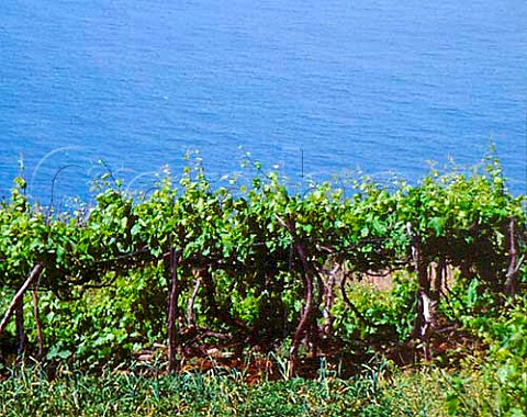 Bual vines on the south coast near Calheta Madeira