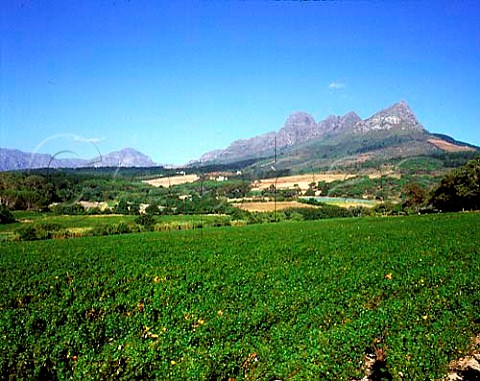 Vineyards on the west slopes of the Helderberg   Mountain Cape Province South Africa Stellenbosch   WO