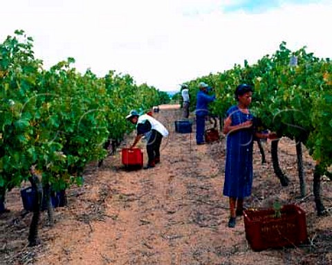 Avontuur Estate  harvesting in vineyard on the west   slopes of the Helderberg Mountain Cape Province   South Africa Stellenbosch WO