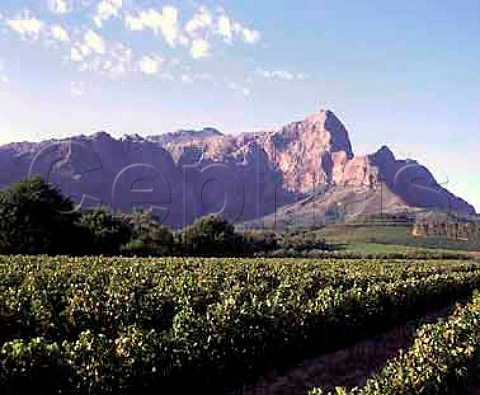 Bellingham Vineyards Franschhoek Cape Province   South Africa