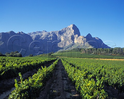 Bellingham Vineyards Franschhoek   Cape Province South Africa  Paarl WO