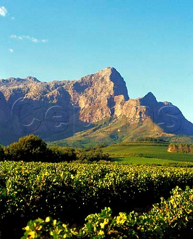 Bellingham Vineyards Franschhoek Cape Province   South Africa