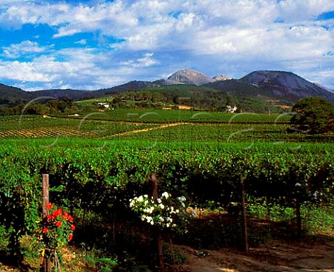 Laborie Estate with the Paarl Rock in the distance   Paarl Cape Province South Africa