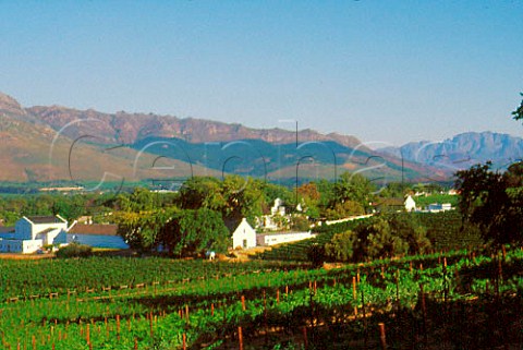 Laborie Estate vineyards Paarl South Africa