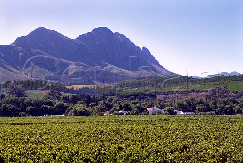 Kanonkop Estate vineyards Stellenbosch   Cape Province South Africa