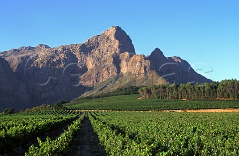 Bellingham vineyards in the Groot   Drakenstein Valley Franschhoek South Africa  Paarl WO
