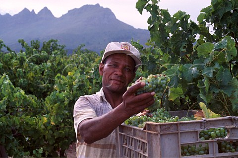 Harvesting in vineyard of Avontuur with   the Helderberg Mountain beyond   Stellenbosch Cape Province   South Africa